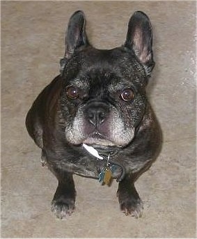 Senior french sale bulldog